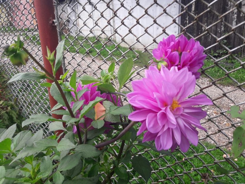  - PARTEA SAPTEA- TOAMNA-