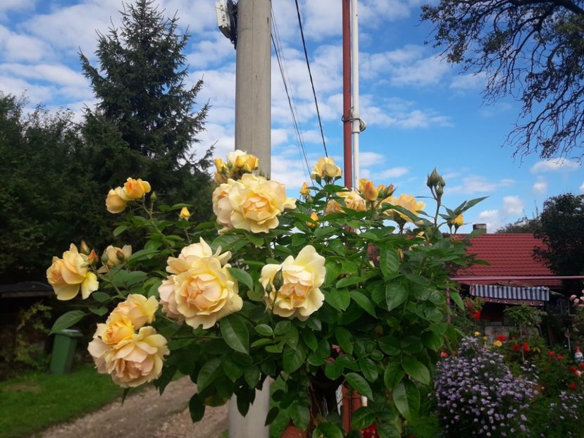  - PARTEA SAPTEA- TOAMNA-