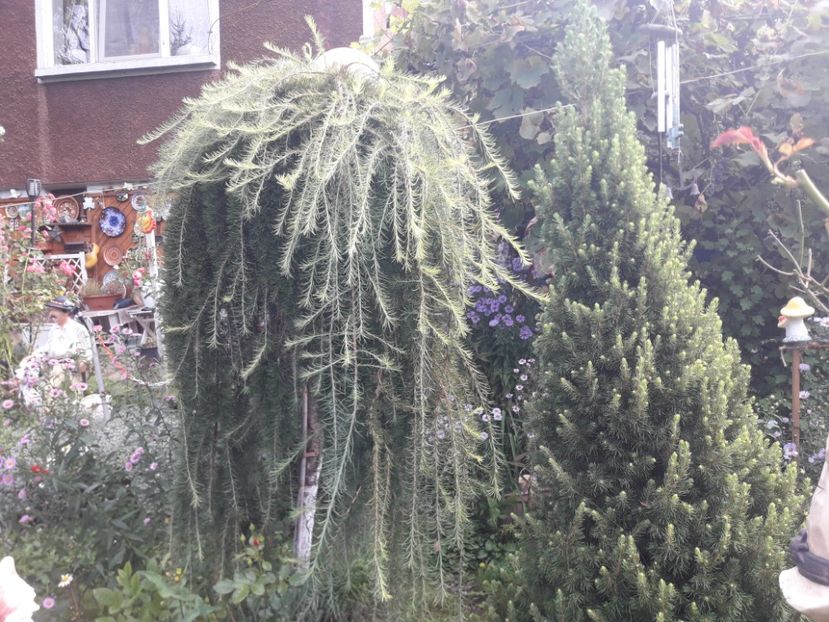  - PARTEA SAPTEA- TOAMNA-