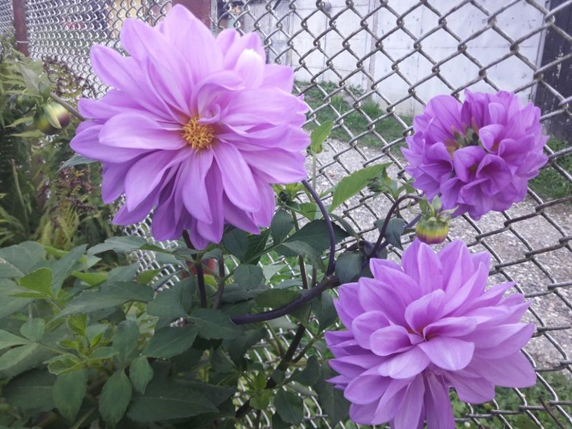  - PARTEA SAPTEA- TOAMNA-