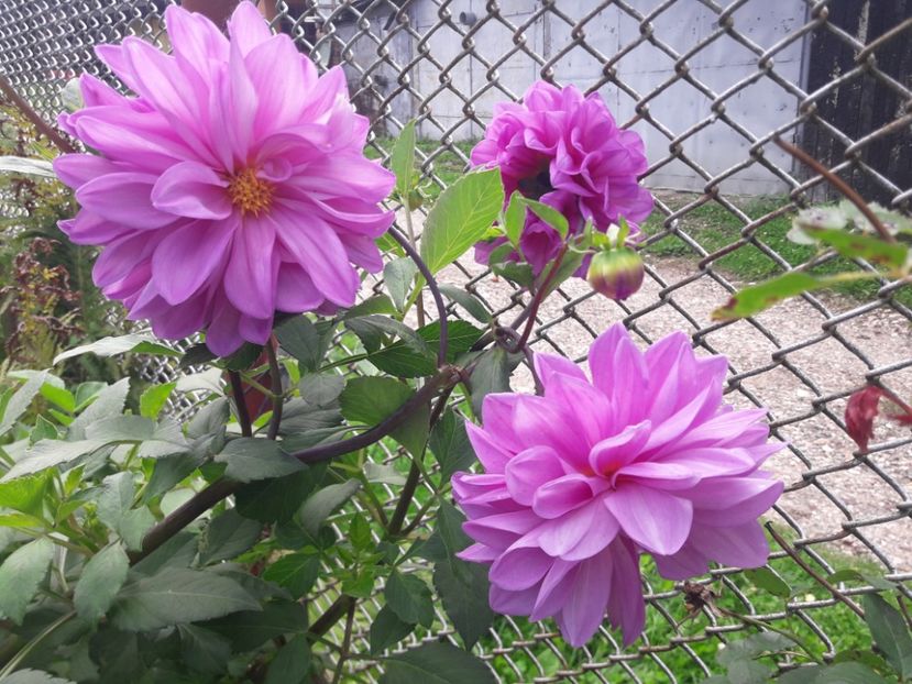  - PARTEA SAPTEA- TOAMNA-