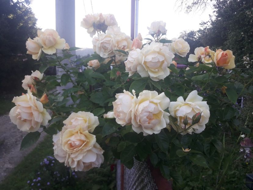  - PARTEA SAPTEA- TOAMNA-