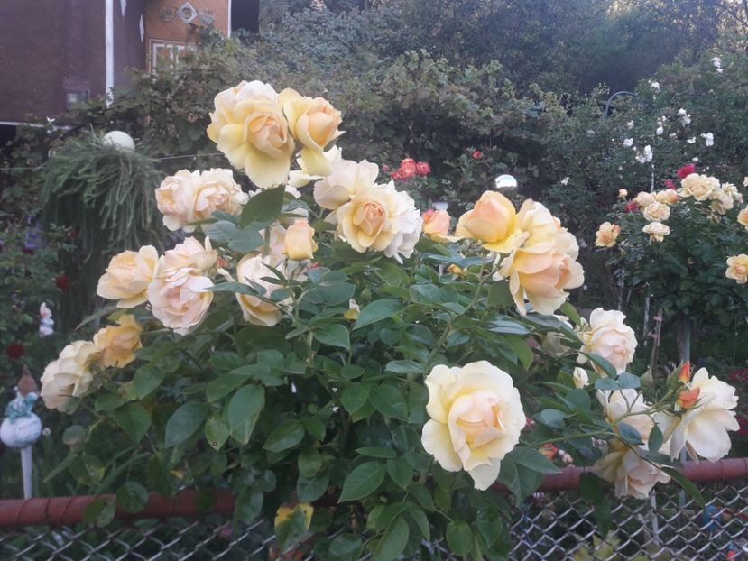  - PARTEA SAPTEA- TOAMNA-