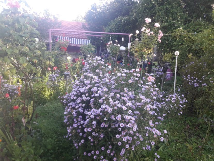  - PARTEA SAPTEA- TOAMNA-