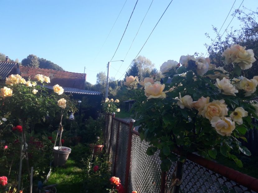  - PARTEA SAPTEA- TOAMNA-