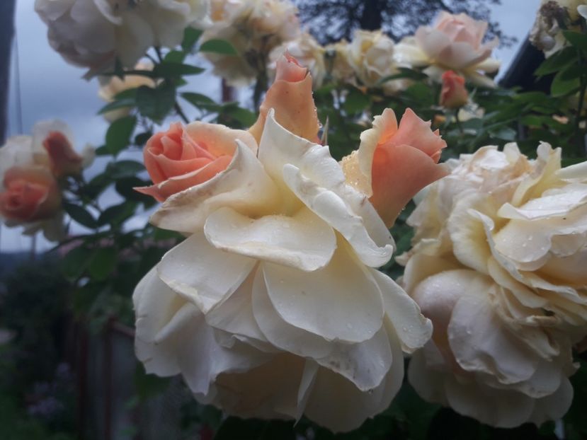  - PARTEA SAPTEA- TOAMNA-