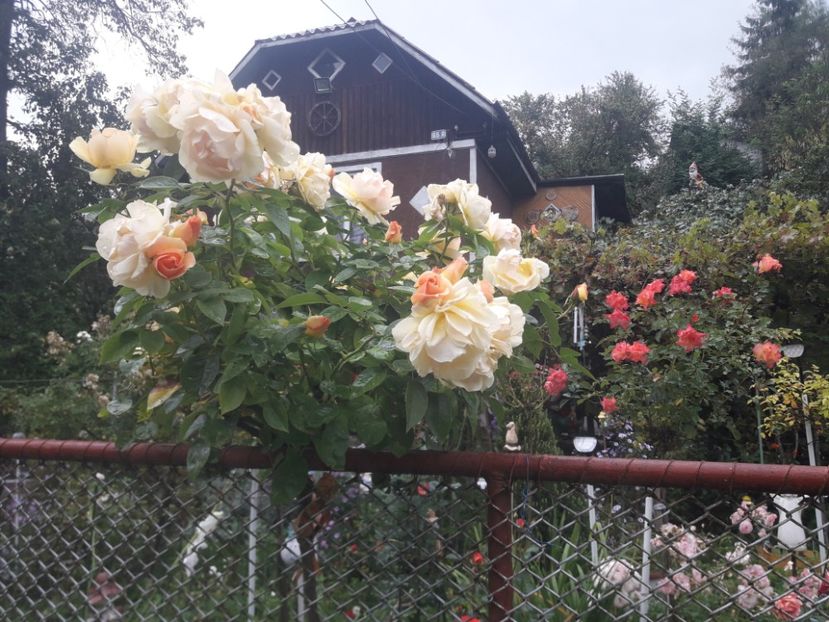  - PARTEA SAPTEA- TOAMNA-