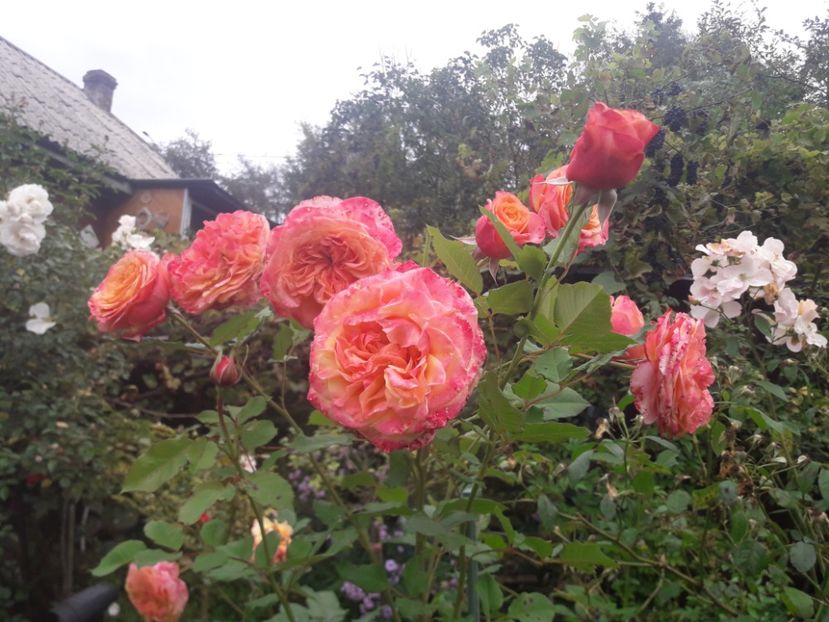  - PARTEA SAPTEA- TOAMNA-