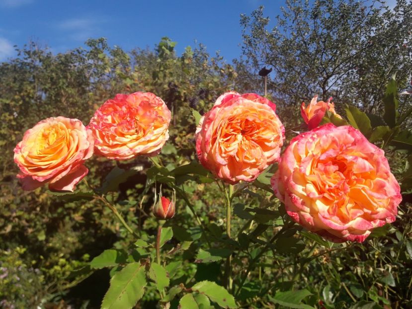  - PARTEA SAPTEA- TOAMNA-