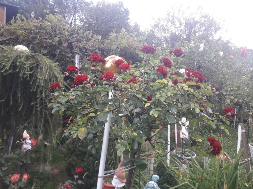  - PARTEA SAPTEA- TOAMNA-