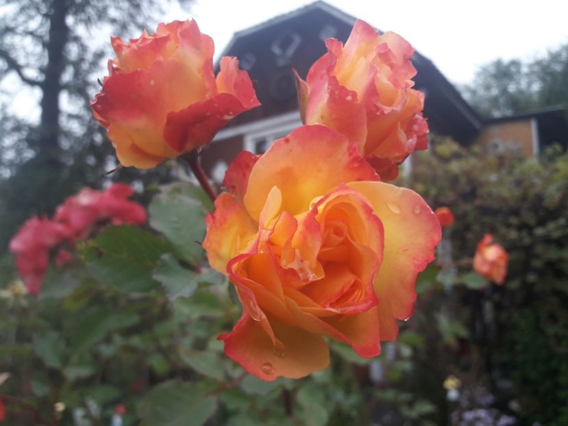  - PARTEA SAPTEA- TOAMNA-