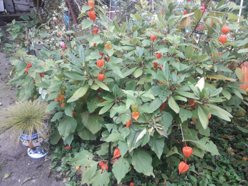  - PARTEA SAPTEA- TOAMNA-