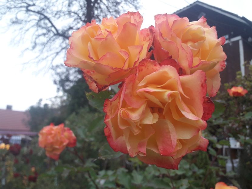  - PARTEA SAPTEA- TOAMNA-