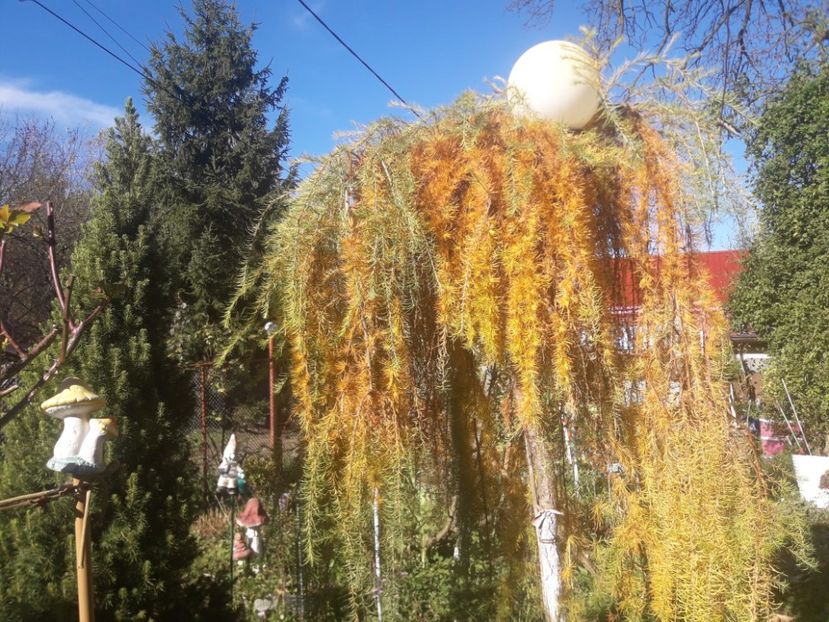  - PARTEA SAPTEA- TOAMNA-