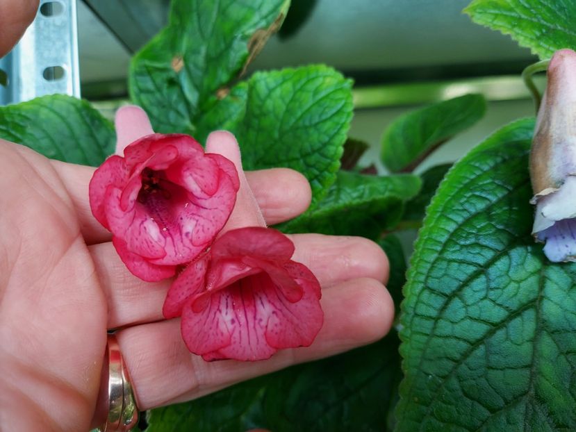  - 1-A-Siningii din semințe