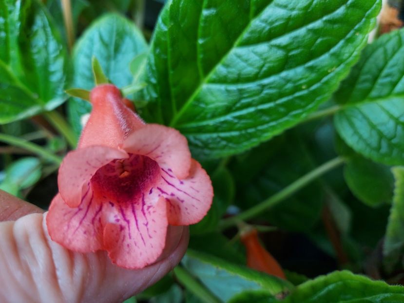  - 1-A-Siningii din semințe