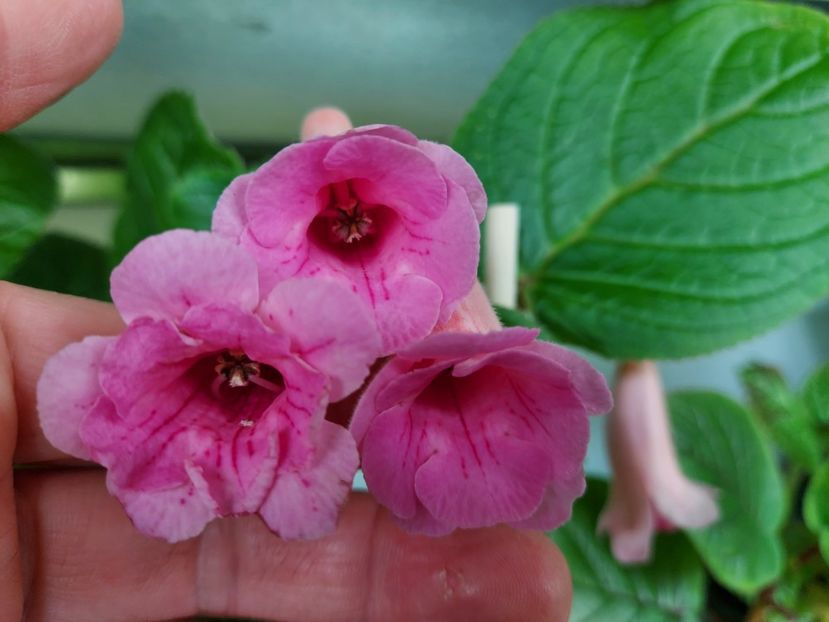  - 1-A-Siningii din semințe