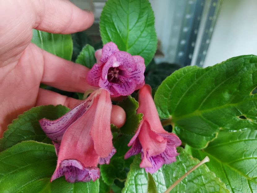  - 1-A-Siningii din semințe