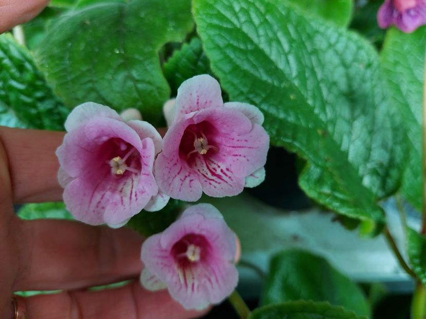  - 1-A-Siningii din semințe