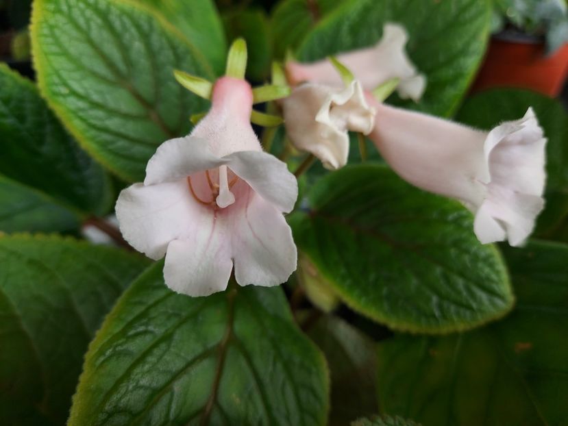  - 1-A-Siningii din semințe