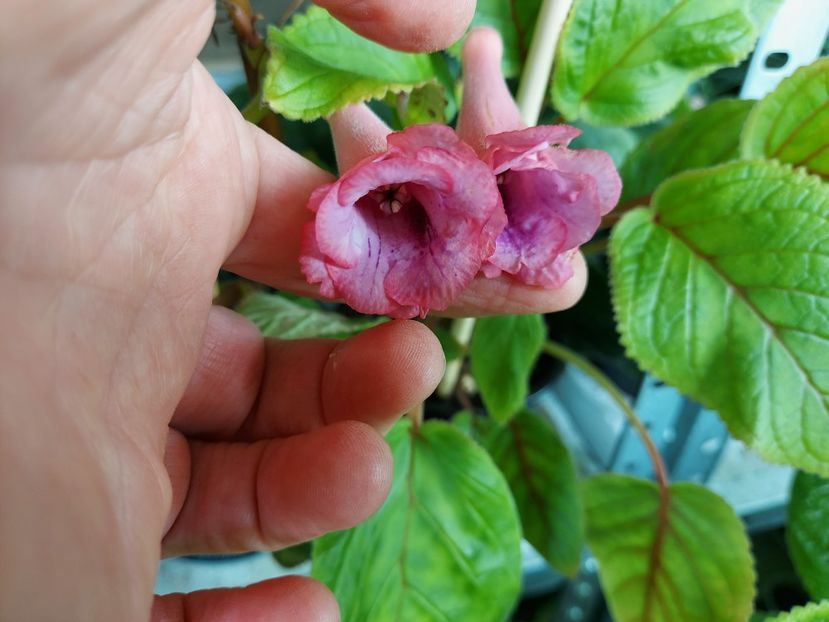  - 1-A-Siningii din semințe