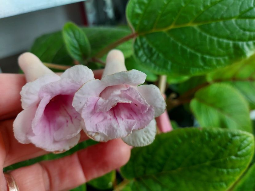  - 1-A-Siningii din semințe