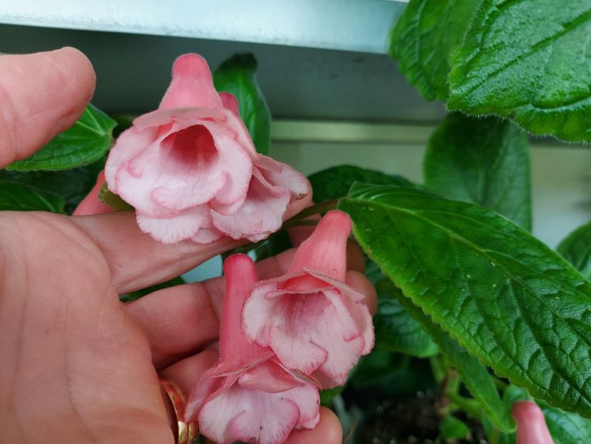  - 1-A-Siningii din semințe