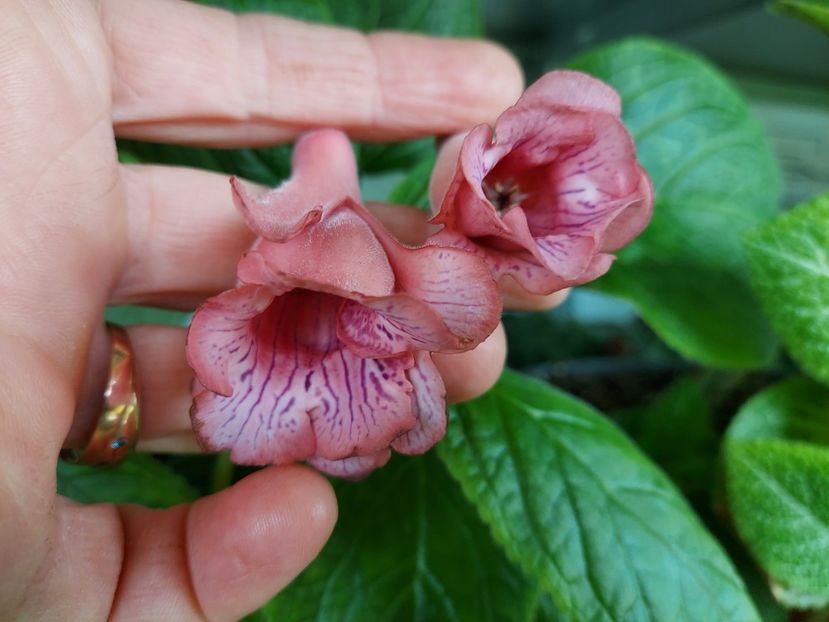  - 1-A-Siningii din semințe