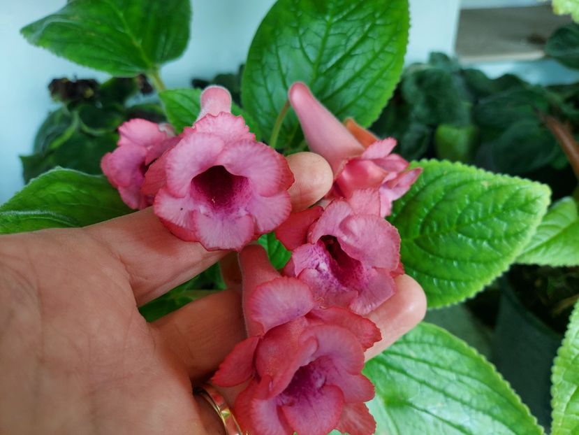  - 1-A-Siningii din semințe