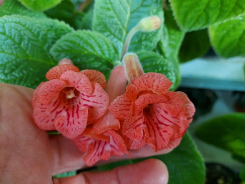  - 1-A-Siningii din semințe