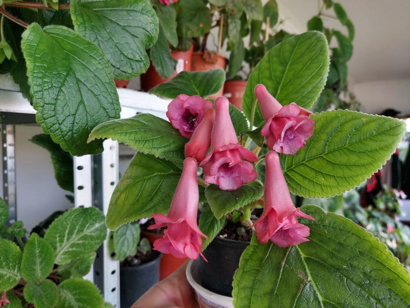  - 1-A-Siningii din semințe