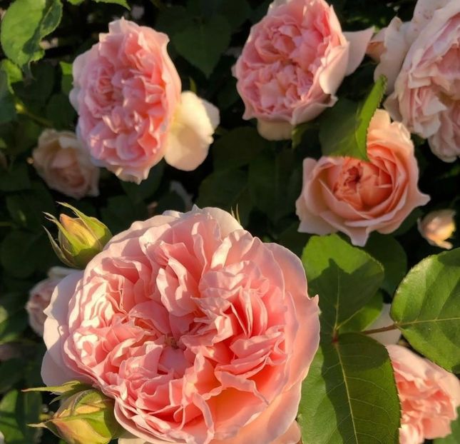 Evelyn (tufa) 60 lei - Toamna 2025