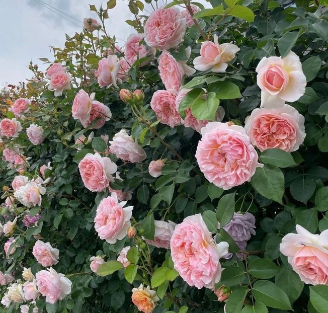 Evelyn (tufa) 60 lei - Toamna 2025