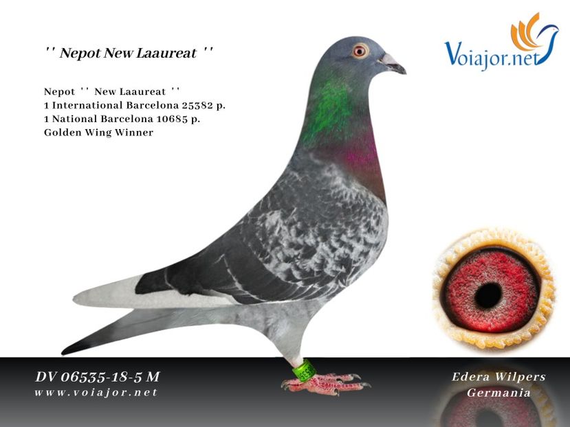 LEO LAUREAAT - LEO LAUREAAT - nepot NEW LAUREAAT nepot SUMERIAN FIGHTER