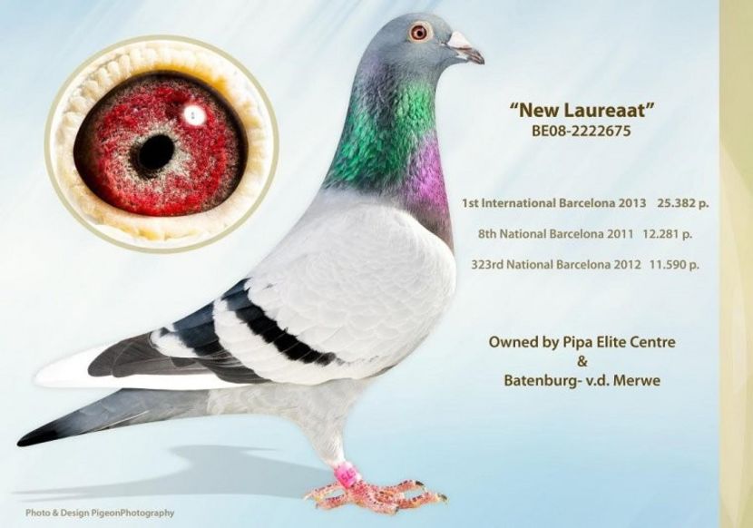 be08-2222675_new_laureaat_batenburg_vd_merwe_1 - LEO LAUREAAT - nepot NEW LAUREAAT nepot SUMERIAN FIGHTER