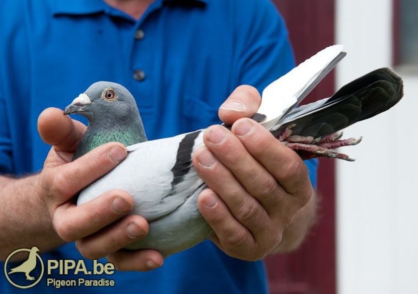 newlaureaat - LEO LAUREAAT - nepot NEW LAUREAAT nepot SUMERIAN FIGHTER