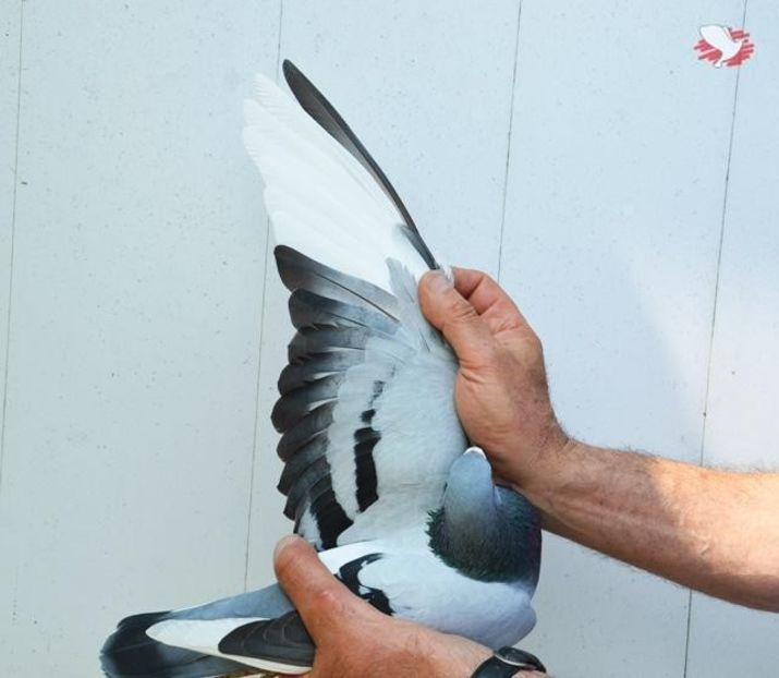 wiels-luc-duif3 - LEO LAUREAAT - nepot NEW LAUREAAT nepot SUMERIAN FIGHTER