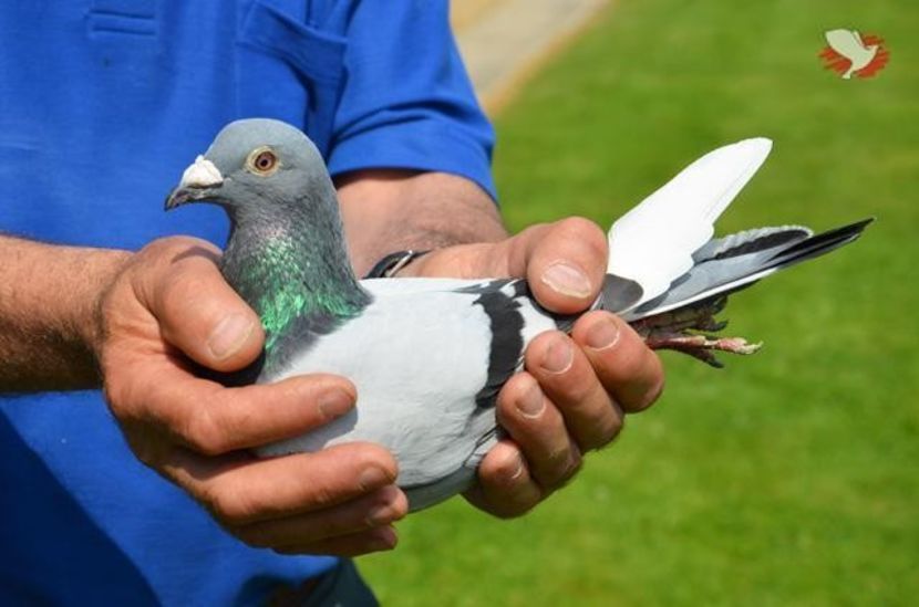 wiels-luc-duif1 - LEO LAUREAAT - nepot NEW LAUREAAT nepot SUMERIAN FIGHTER