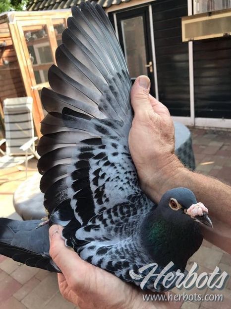  - LEO LAUREAAT - nepot NEW LAUREAAT nepot SUMERIAN FIGHTER