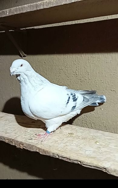 Screenshot_20251105_091715_Video Player - 9masculi azur matca 2022