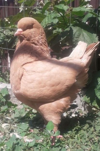 Screenshot_20251107-100319_Chrome - Vanduti king