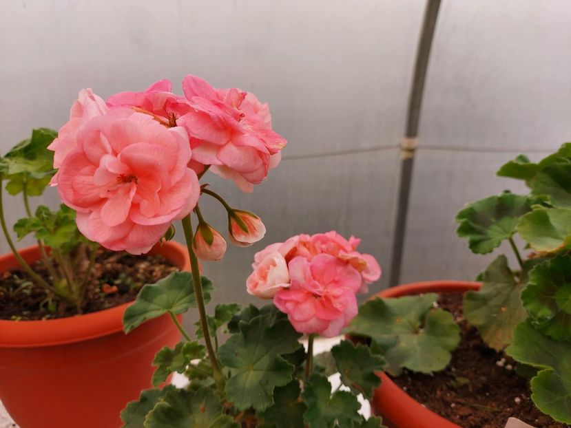 Astrid - A-Muscate 2025