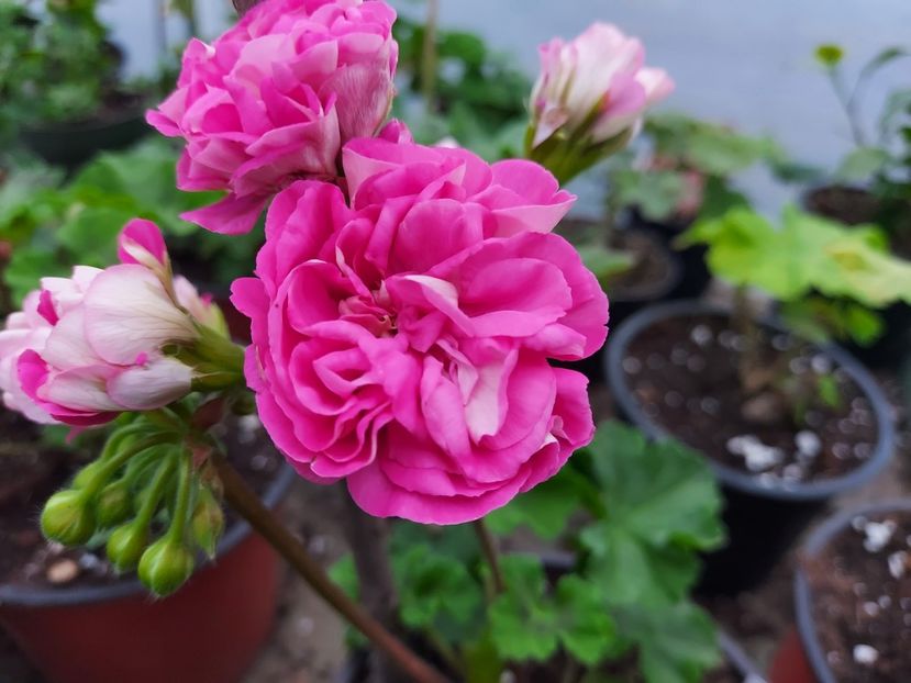 Yu Grushenka - A-Muscate 2025