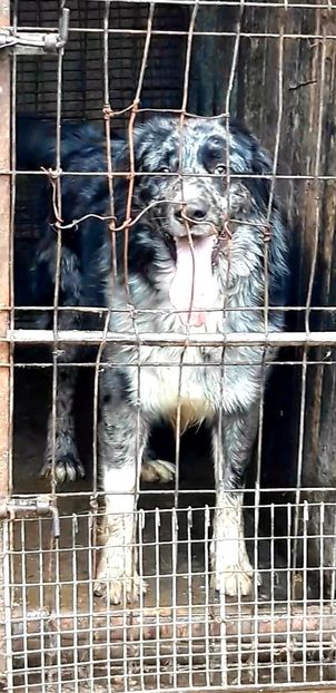  - Ciobanesc Carpatin