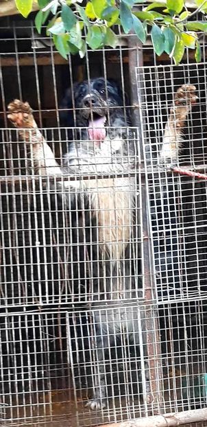  - Ciobanesc Carpatin