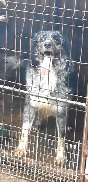  - Ciobanesc Carpatin