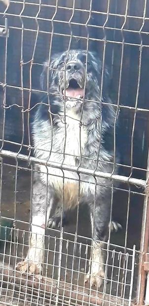  - Ciobanesc Carpatin