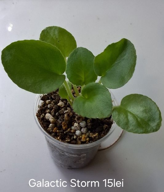  - APui de violete de colecție de vânzare octombrie 2025