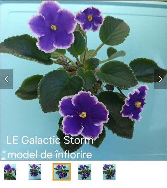  - APui de violete de colecție de vânzare octombrie 2025