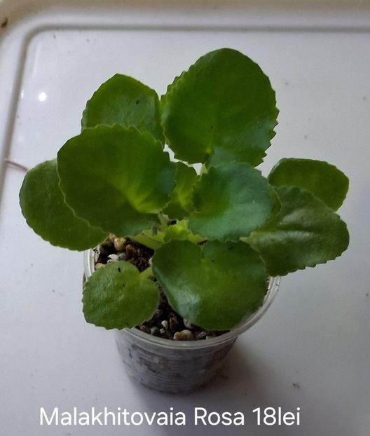  - APui de violete de colecție de vânzare octombrie 2025